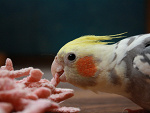 Fotoblog simcoe