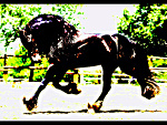 Fotoblog koniee