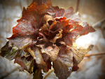 Fotoblog tomciu886