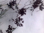 Fotoblog rodzynkii