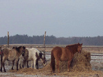 Fotoblog starszapani01