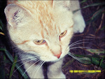 Fotoblog ashi