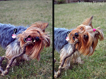 Fotoblog kikuu