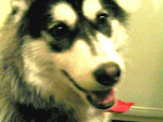 Fotoblog cocohusky