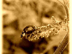 Fotoblog creatrixcommons