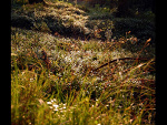 Fotoblog hajcor