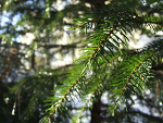 Fotoblog marchewa8886