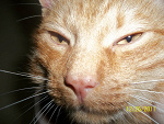 Fotoblog onalwayscase9194