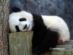 Fotoblog emopanda13