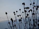 Fotoblog greenleafoffreedom