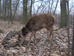 Fotoblog yama46