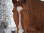 Fotoblog oxer