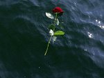 Fotoblog elapawrest