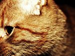 Fotoblog ohhmustache