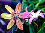 Fotoblog amazingphotos