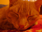Fotoblog tomala10