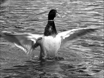 Fotoblog gallaxanonima
