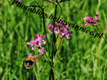 Fotoblog adula96