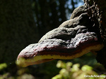Fotoblog fotodolinarospudy