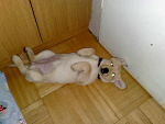 Fotoblog herba98