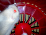 Fotoblog chomus