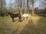 Fotoblog horse44