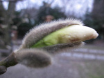 Fotoblog gwiezdna