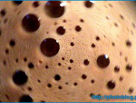 Fotoblog xlikeitx