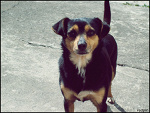 Fotoblog redpin