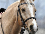 Fotoblog agnieszkahorse