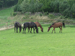 Fotoblog pferderaise998