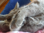 Fotoblog frutela