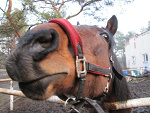 Fotoblog lovehorses3