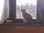 Fotoblog kotyipsyjavjav
