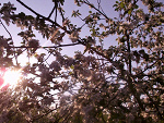Fotoblog spina69