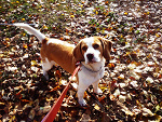 Fotoblog beagleodie