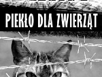 Fotoblog pomagajmyzwierzakom