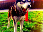 Fotoblog fajowypies01