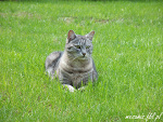 Fotoblog mesamis