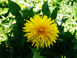 Fotoblog fotocytat