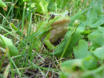 Fotoblog lecik