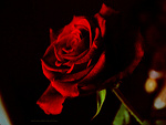 Fotoblog silencemelody