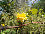 Fotoblog naturart