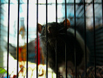 Fotoblog greeneyed