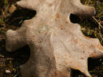 Fotoblog ocool