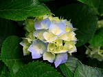 Fotoblog maniekfujara