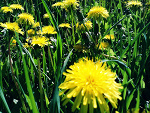 Fotoblog sheltereye