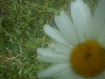 Fotoblog listek138
