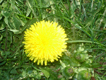 Fotoblog dziewczyny31011