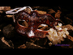 Fotoblog lyfeisbeautiful